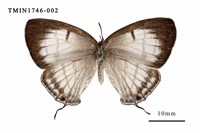 藏品(朗灰蝶)的圖片